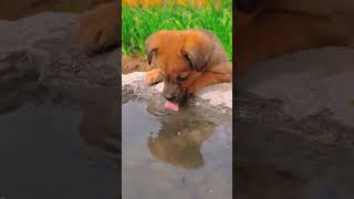 Thand😍😍🥰🥰cutepuppy funny viralvideo shorts feedshortscomedy pleasesubscribemychannel 🙏🙏 [upl. by Frissell]