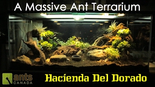 A Massive Ant Terrarium quotHacienda Del Doradoquot [upl. by Koeninger571]