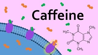 Caffeine and Adenosine Receptors [upl. by Ettenay]