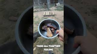 Dog Bone Delight Treat Time for My Pups DogBone DogTreats HappyPups ChewTime PetSnacks [upl. by Irotal]