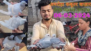 Amroha kabootar market 🕊️06032024 अमरोहा कबूतर बाज़ार। Gola kabootar market Bird market India [upl. by Olympe]