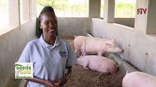 No smell pig farming by Vuka Agribusiness  Part 2 [upl. by Retsim]