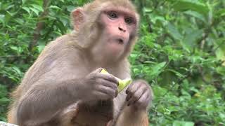 Monkey comedy video funny shorts [upl. by Dinerman]