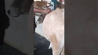 bloated jersy cow  how much gas😱😱  technique to relieve gas  rumen with lot of gas [upl. by Nnasus771]