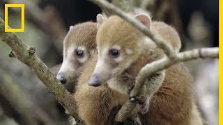 Mignon  les coatis à nez blancs cousins des ratons laveurs [upl. by Cardinal]