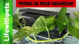 How to Use a Pothos Plant in your Aquarium [upl. by Kalikow231]