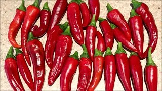 How to Grow Peppers from Seed Cayenne [upl. by Pacificas691]