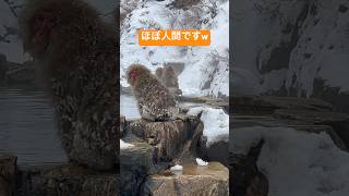 【地獄谷温泉】お猿さんも温泉でまったり♨️ [upl. by Joanie]