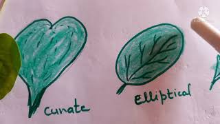 TYPES OF LEAF BASED ON LAMINA [upl. by Colwen]