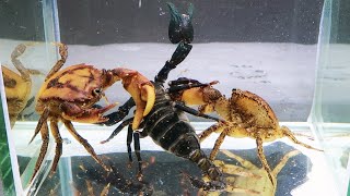 Emperor Scorpion vs 2 Crabs Underwater [upl. by Gallenz]