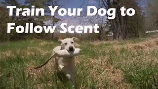 Teach Your Dog to Follow a Scent Trail [upl. by Akemal]