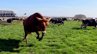 100 COWS OUT FOR THE FIRST TIME IN 6 MONTHS THEY ARE SO HAPPY [upl. by Ming]