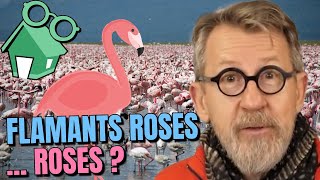 Pourquoi les flamants roses sont roses [upl. by Devina839]