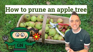 How to prune an apple tree ultimate beginners guide [upl. by Annaehs]