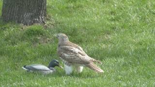 Hawk perplexed over duck [upl. by Ilsel]