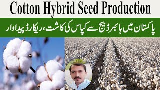 Cotton Hybrid Seed Production  Cotton Farming in Pakistan  Kapas Ki Kasht in Pakistan  Qasim [upl. by Bernardina]