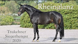 Trakehner Siegerhengst Rheinglanz  eine echte Alternative für Warmblutstuten [upl. by Finnigan]