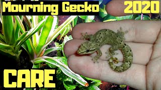 Mourning Gecko Care And Setup 2020 [upl. by Lananna]