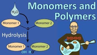 Monomers and Polymers [upl. by Rocray326]