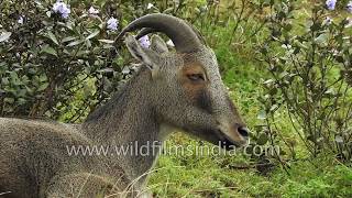 Nilgiri Tahr amid 12year flowering Nijakurinji  wild mountain goats of Indias Western Ghats [upl. by Ardisj]