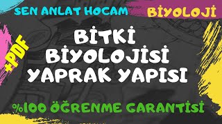 BİTKİ BİYOLOJİSİ KONU ANLATIMI 7  YAPRAK YAPISI  AYT BİYOLOJİ  ✅ [upl. by Eyaf]