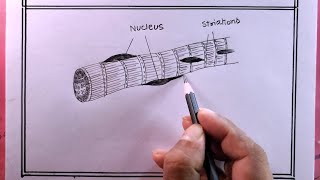 drawing striated musclesdraw striated muscles diagram [upl. by Uhej]