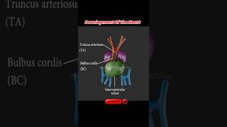 Heart Development Explained Cardiogenesis and the Formation of the Primitive Heart Tube [upl. by Egres]