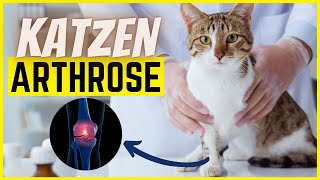 Arthrose bei Katzen – Vorbeugen Erkennen amp Behandeln [upl. by Ethbun]