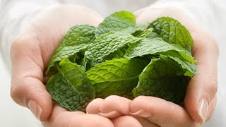 The Basics How to Use and Store Mint [upl. by Eninnej]