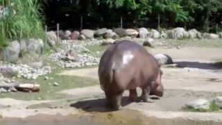 Le plus gros pet du monde  Lhippopotame [upl. by Rozanna]