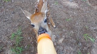 Rescued Little BABY Deer on our property [upl. by Attesoj]