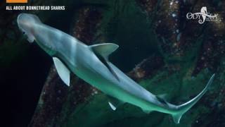 All About Bonnethead Sharks [upl. by Odnalra]