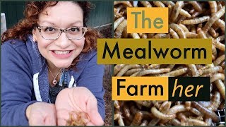 The Mealworm Farmher  Sustainable Farm Tour  Chickenlandia Stories [upl. by Nnyladnarb164]