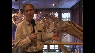 A Moby Dick Tour through the New Bedford Whaling Museum [upl. by Annaul]