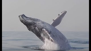 Whale jumping out of the water Compilation 2021 [upl. by Oicnedurp]