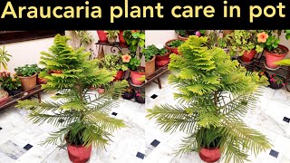 Why araucaria plant turn yellow Araucaria plant care christmas tree care norfolk island plant [upl. by Enidan]