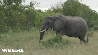 WildEarth  Sunrise Safari  04 January 2024 [upl. by Htebiram]