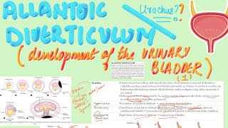 📯Allantoic Diverticulum Urachus  MBBS Embryology  USMLE Step 1 [upl. by Holt]