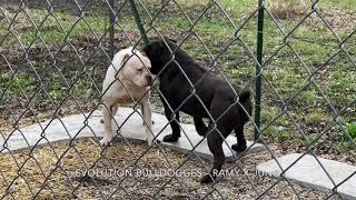 Olde English Bulldogge breeding at Evolution Bulldogges [upl. by Dera]