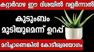 വീട്ടിൽ കറ്റാർവാഴ ഉള്ളവർ ഈ തെറ്റ് ചെയ്യല്ലേ കുടുംബം നശിക്കും Malayalam astrology  vastu [upl. by Moran]