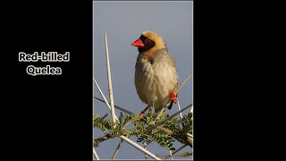 The Redbilled Quelea [upl. by Abbot]