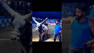 Why Removing Cattle Horns is Common Practice 😱 facts factsinhindi [upl. by Alicul]