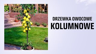 DRZEWA KOLUMNOWE OWOCOWE  Jak sadzić [upl. by Yht]