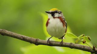 Chestnutsided Warbler [upl. by Nyvlem]