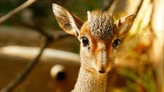 Dallas Zoos Baby DikDik Is A Tiny Dancer [upl. by Htevi]