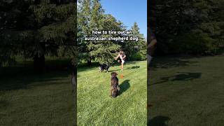 👉 How to Entertain Your High Energy Dog dogs soccer wisconsin australianshepherd [upl. by Orips]