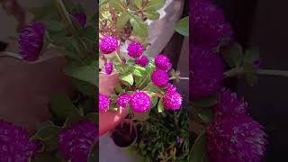 Gomphrena plant flowers [upl. by Teahan]