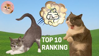 TOP 10 RANKING of Funny Cat Videos Compilation 2 – FART Funny Cats Cute Cats Cute Kittens [upl. by Aylward870]