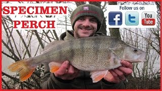 Specimen Perch Fishing On Commercial Fisheries At Alderwood Ponds [upl. by Anselma]