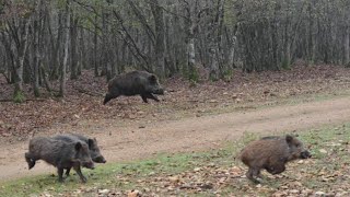 Battues aux gros gibiers  chiens courants  BreizhHunt [upl. by Birmingham]